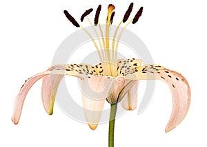 Flower of asian lily, isolated on white background