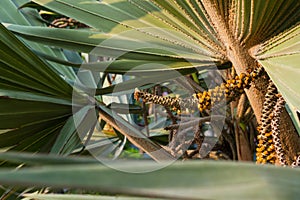 Flower of asian palmyra palm, toddy palm, sugar palm