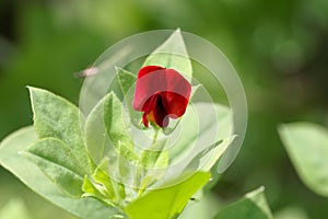 Flower of an asparagus-pea Tetragonolobus purpureus