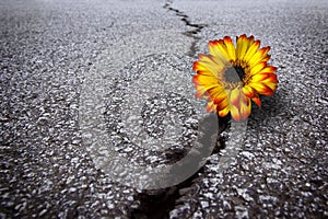 Flower in asphalt