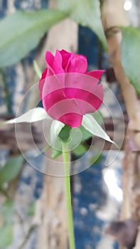 Flower of Assam ( Dhemaji) Silapathar, Beautiful Rosa Nature Image lndian photo