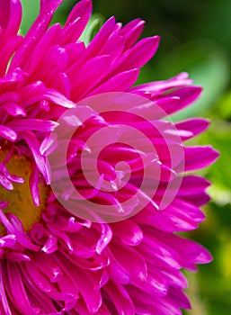 Flower aster close-up bloom.flower background