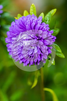 Flower Aster Grow In Garden In Summertime