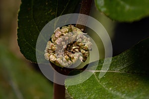 Flower of a Asthma Plant