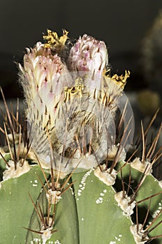 Flower of a Astrophytum ornatum or bishop's cap photo