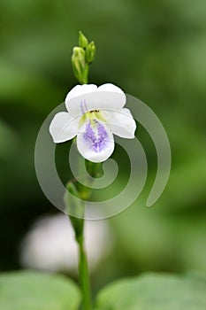 The flower of Asystasia gangetica