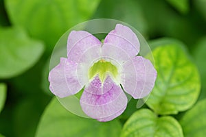 The flower of Asystasia gangetica photo