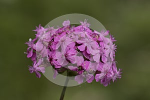 Flower of Atocion compactus