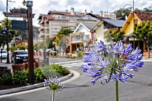 Flower on the Avenue Borges de Medeiros in Gramado, Rio Grande Do Sul, Brazil