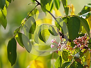 flower Averrhoa carambola star fruit Magnoliophyta