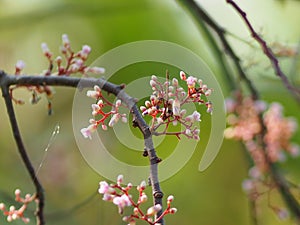 Flower Averrhoa carambola star fruit Magnoliophyta