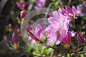 Flower, Azalea, Burgundy rhododendrons