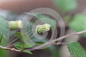 Flower of an Aztec sweet herb Lippia dulcis