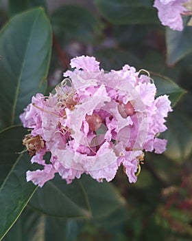 Flower baby pink, Early Bird Lavender Crape Myrtle