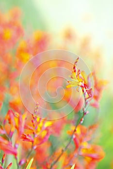 Flower background