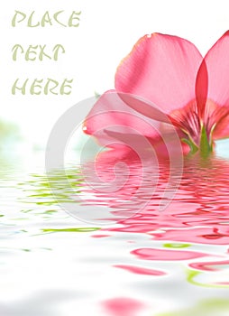 Flower background