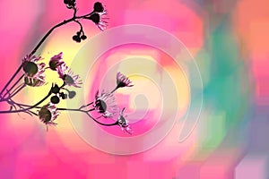 Flower background