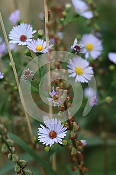 Flower background - aster amellus in a meadow