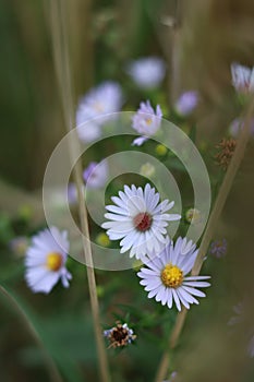 Flower background - aster amellus in a meadow