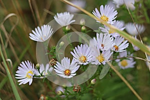 Flower background - aster amellus in a meadow