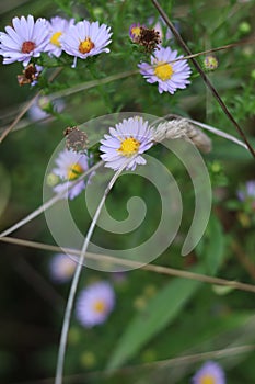 Flower background - aster amellus in a meadow