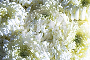 Flower background of a bouquet of white chrysanthemums