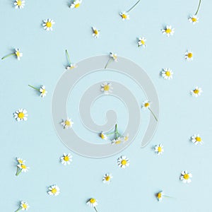 Flower background. Chamomile flowers on blue background