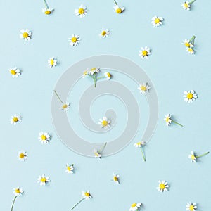 Flower background. Chamomile flowers on blue background