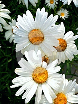 Flower background of daisies