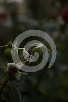 Flower Background dead flower