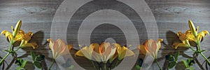 Flower background flat ley of yellow and orange fresh lilies wooden overlay empty space