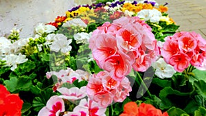 Flower background . flower shop