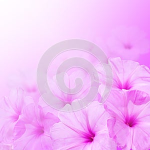 Flower background. Morning glory flowers