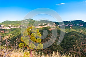 Flower on a background of mountains in Siurana de Prades, Tarragona, Catalunya, Spain. Copy space for text.