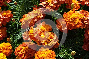 Flower background orange marigolds vividly bright blossoming flush floral plant on flowerbed