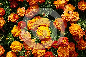 Flower background orange marigolds vividly bright blossoming flush floral plant on flowerbed