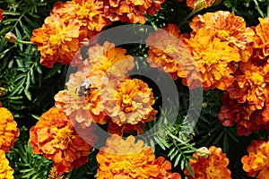 Flower background orange marigolds vividly bright blossoming flush floral plant on flowerbed