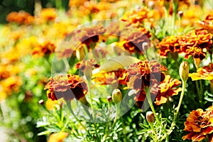 Flower background orange marigolds vividly bright blossoming flush floral plant on flowerbed