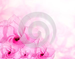 Flower background. Pink azalea flowers