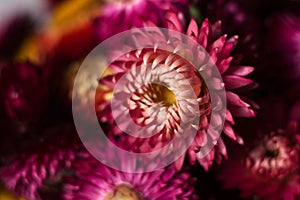 Flower background. Pink and red flowers of Xerochrysum bracteatum Helichrysum bracteatum, macro. Background, strawflower dry