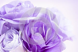 Flower Background Purple Lisianthus