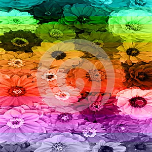 Flower background in rainbow colored stripes