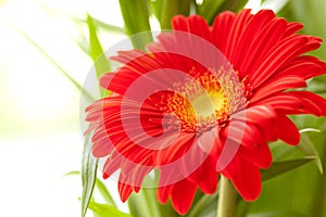 Flower Background. Red Gerbera Flower .