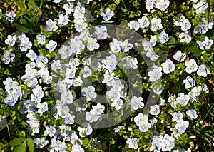 Flower background of Slender speedwell