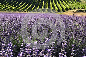 Flower background. South France, lavender fields and vineyard, contre-jour
