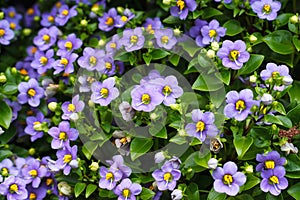 Flower background texture beautiful Persian Violet