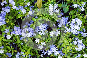 Flower background texture beautiful Violet Cape leadwort