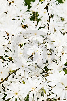 Flower background of white Magnolia stellata Royal Star