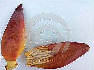 A flower of a banana tree on a white background. Perfect for a backdrop.