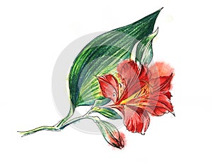 Flower banch of red Alstroemeria, big blooming blossom, small bud, huge green leaf. Hand drawn watercolor illustration. Isolateed